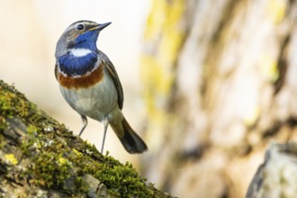 Bluethroat (Luscinia svecica cyanecula) Male Germany