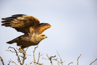 Savannah Buzzard (Heterospizias meridionalis) Pantanal Brazil