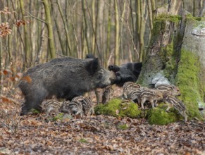 Wild boar, wild boar (Sus scrofa) two bucks and young boar looking for food in the forest, Germany,