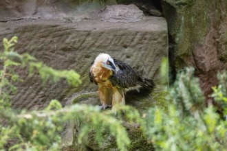 Bearded vulture (Gypaetus barbatus) captive Germany