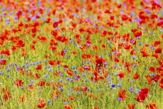 Corn poppy (Papaver rhoeas) and cornflower (Centaurea cyanus) in bloom in a meadow, Saxon