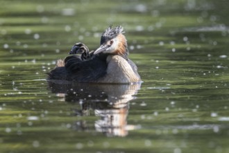Great Crested Grebe (Podiceps Scalloped ribbonfish) with juveniles, Emsland, Lower Saxony, Germany,