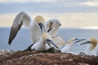 Northern gannet (Morus bassanus) couple having a love game on the cliff, wildlife, Helgoland,