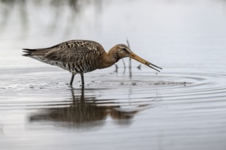 Black-tailed godwit (Limosa limosa), Lower Saxony, Germany, Europe