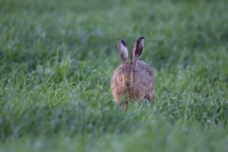 European brown hare (Lepus europaeus) adult animal feeding in a farmland cereal field in summer,