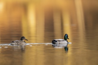 Mallard (Anas platyrhynchos), male and female swimming together, Vulkaneifel, Rhineland-Palatinate,
