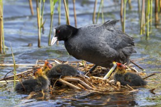 Eurasian coot, common coot (Fulica atra) parent with three chicks resting on nest in pond among