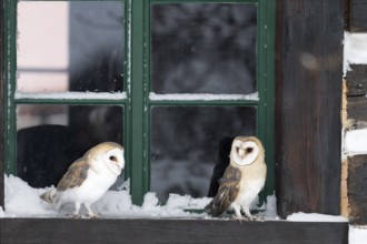 Barn owl (Tyto alba), Czech Republic, Europe