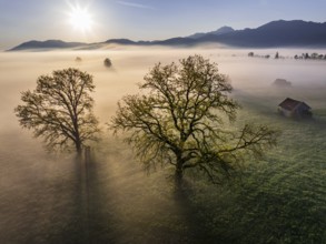Aerial view, trees, light green leaves, oak, morning light, fog, mountains, sunny, backlight, sun,