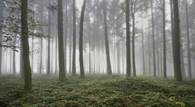 Forest in the fog, Horben, Lindenberg, Canton Aargau, Switzerland, Europe