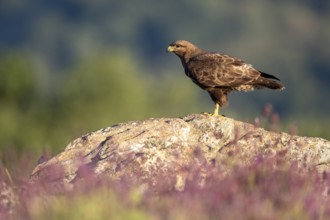 Common Buzzard (Buteo buteo) perched on a rock amongst flowers, Madrid, Spain, Europe