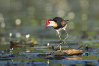 Comb-crested Jacana (Irediparra gallinacea), Queensland, Australia, Oceania