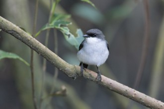 Mangrove Robin (Peneoenanthe pulverulenta leucura), Queensland, Australia, Oceania