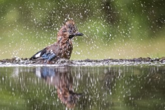 Eurasian Jay (Garrulus glandarius) bathing, Hungary, Europe