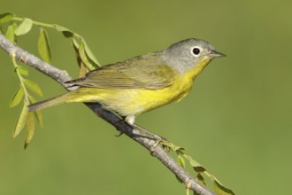 Nashville Warbler (Leiothlypis ruficapilla), Texas, USA, North America
