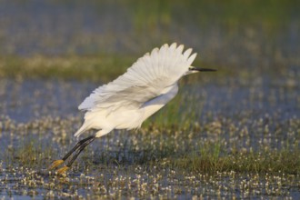 Little Egret (Egretta garzetta) foraging, Greece, Europe