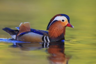 Mandarin Duck (Aix galericulata) male