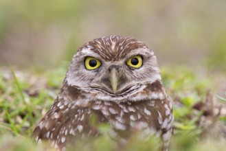 Burrowing Owl (Athene cunicularia), Florida, USA, North America