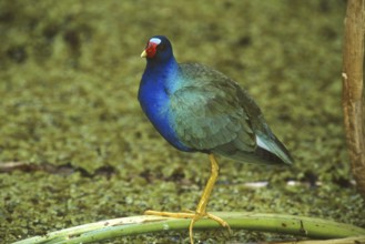 Purple Gallinule (Porphyrio martinica), Florida, USA, North America
