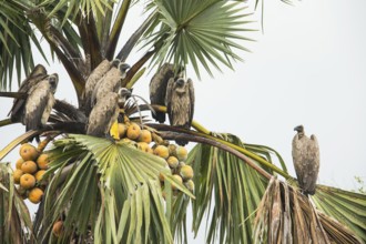 White-backed Vulture (Gyps africanus), Uganda, Africa