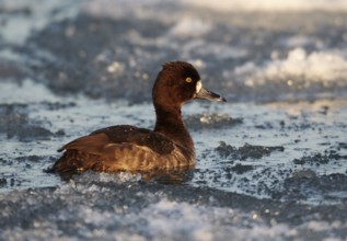Tufted Duck (Aythya fuligula) female, Mecklenburg-Western Pomerania, Germany, Europe