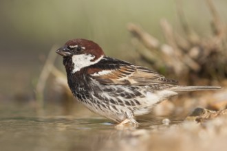 Spanish Sparrow - Weidensperling - Passer hispaniolensis ssp. hispaniolensis, adult male, Croatia,