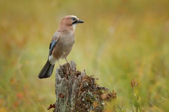 Orange forest leaves with beautiful bird. Close-up portrait of beautiful jay. Portrait of nice bird