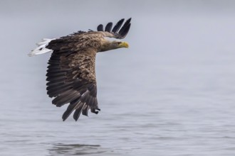 White-tailed Eagle (Haliaeetus albicilla) flying, Mecklenburg-Western Pomerania, Germany, Europe