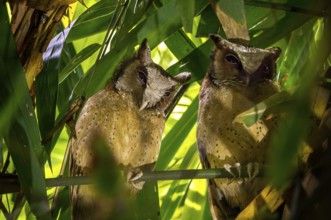 White-fronted Scops Owl (Otus sagittatus) perched on a branch, Kaeng Krachan, Thailand, Asia