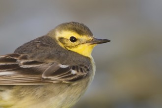 Citrine Wagtail (Motacilla citreola), Oman, Asia