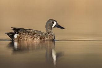 Blue-winged Teal (Anas discors) swimming in a pond in Manitoba, Canada, North America