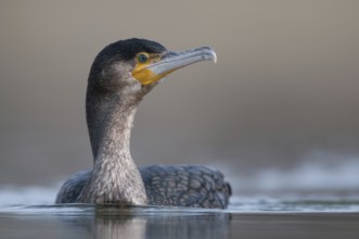 Great Cormorant (Phalacrocorax carbo), Thuringia, Germany, Europe