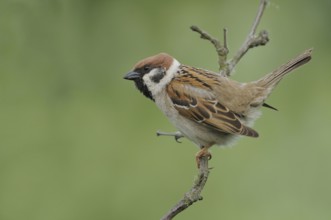Eurasian Tree Sparrow (Passer montanus), Lower Saxony, Germany, Europe