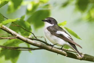 European Pied Flycatcher (Ficedula hypoleuca) male, Baden-Wuerttemberg, Germany, Europe