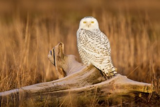 Snowy Owl (Bubo scandiacus) female, British Columbia, Canada, North America