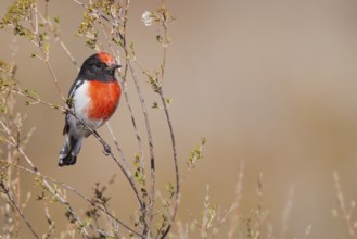 Red-capped Robin (Petroica goodenovii), Western Australia, Australia, Oceania