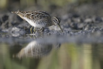 Common Snipe (Gallinago gallinago), Thuringia, Germany, Europe