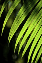 Palm leaf in sunlight, plant, palm, detail, structure, texture, flora, light, play of light,