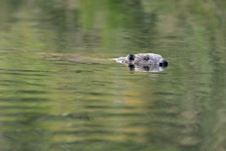 Eurasian beaver, european beaver (Castor fiber), swimming in the river, Freiamt, Canton Aargau,