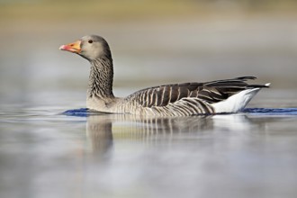 Greylag goose (Anser anser), swimming on Lake Zug, Switzerland, Europe