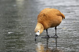 Ruddy shelduck (Tadorna ferruginea), standing on ice, Switzerland, Europe