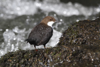 White-throated Dipper (Cinclus cinclus) on mossy stones on the bank of a mountain stream, Saxon