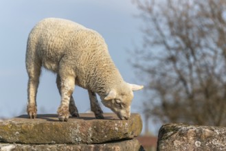 Lamb standing on a stone in a country farm. France