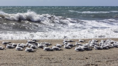 Maori black-billed gull (Chroicocephalus bulleri), Ship Creek, Beach, New Zealand, Oceania
