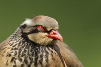 Red legged or French partridge (Alectoris rufa) adult bird sleeping, Norfolk, England, United