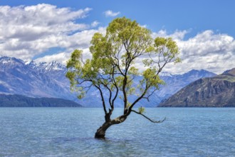 Crack willow (Salix fragilis), Wanaka tree, Lake Wanaka, Otago, New Zealand, Oceania