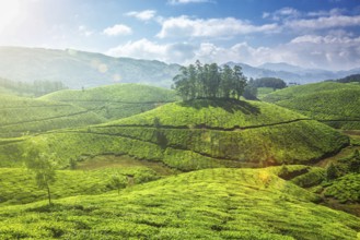 Tea plantations in Munnar, Kerala, India. With lens flare and light leak
