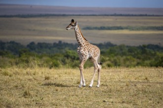 Masai giraffe (Giraffa c. tippelskirchi) Masai Mara Kenya