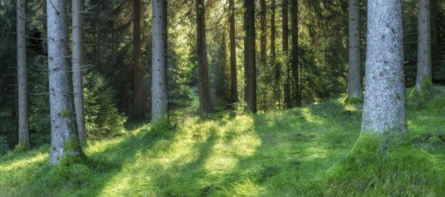 Panorama, sunny spruce forest, Thuringian Forest, Thuringia, Germany, Europe