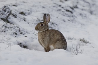 European rabbit (Oryctolagus cuniculus) sitting in the snow in winter, Germany, Europe